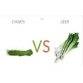 thumbnail image 2 of Chives Seeds for Planting 400 Seeds, Organic, Non GMO بذر تره, 2 of 7