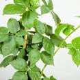 thumbnail image 6 of Blackberry in 1 Gal. Grower's Pot - Thornless - Sweet Fruit, 6 of 6