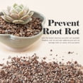 thumbnail image 3 of Bonsai Jack Succulent and Cactus Soil, 1 Gallon, 3 of 6