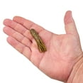 thumbnail image 3 of Berkley PowerBait® MaxScent Tube Fishing Soft Bait 2 1/2in | 6cm Goby, 3 of 4