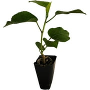 Sandys Nursery Online Hibiscus Cajun Color Bienvenue