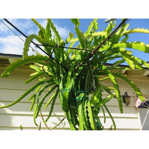 Red Dragon Fruit Cutting Plant 8" Long Cactus