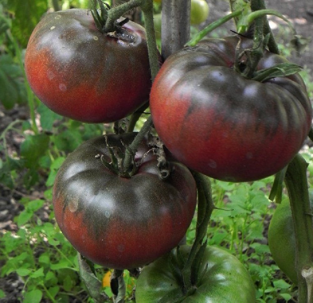 Black Krim Tomato Plant 4&quot; Pot Delicate Skin/Full Flavor