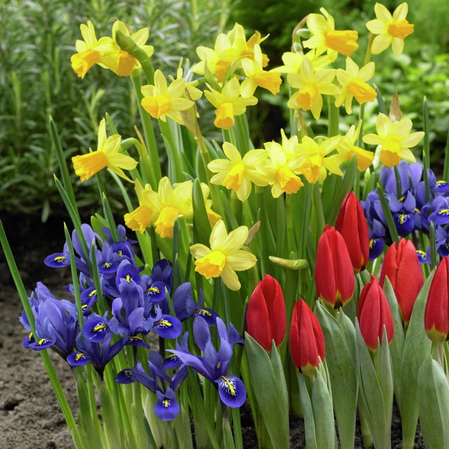 Van Zyverden Dutch Garden Set of 75 Bulbs Multi-Color Part Sun
