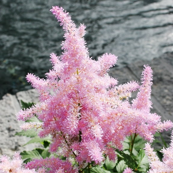 Sprite Pink Astilbe Flower Root - Attracts Butterflies and Hummingbirds - Deer Resistant - Naturalizing - Perennializing - Easy to Grow Live Plants - Outdoor Garden