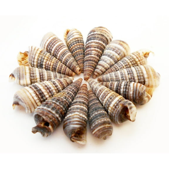 1 oz (70 ) Cerithium Sulcata ("Screw") Shells Seashells 1/2" - 1" size for Crafts and Beach Cottage Decor