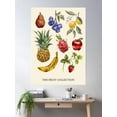 thumbnail image 2 of The Vintage Fruit Collection Poster Wall Art, Modern Wall Decor For Living Room Bedroom, 24x36 UNFRAMED, 2 of 3