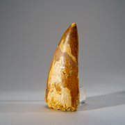 Genuine Carcharodontosaurus Tooth in Display Box (52 grams)