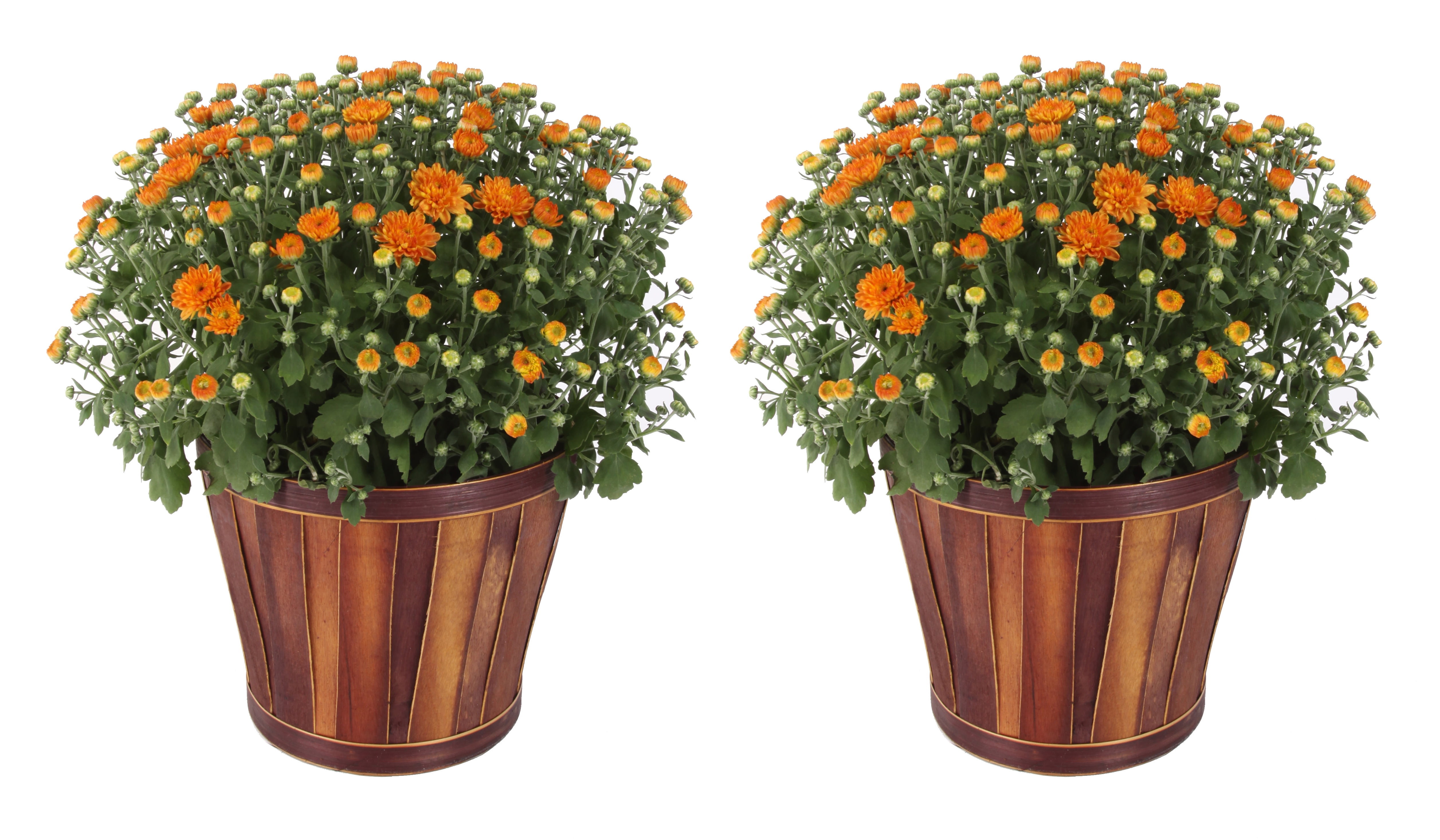 Delray Plants 3.0QT Chrysanthemum ( Orange flowers) in Bushel Basket