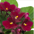 thumbnail image 4 of Violets Red Plant Live for Planting, African Violet Flowers, Red Blooming Violet for Indoor Outdoor Houseplants, 3-5 Inch Tall, 4 Inch Pot, 4 of 5