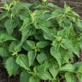 thumbnail image 3 of Stinging Nettle Seeds - Urtica Dioica Herb Seed - 10000 Seeds, 3 of 4
