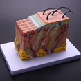 thumbnail image 3 of Skin Model, 35x Skin And Hair Structure Enlarge Model Anatomical Model Anatomy For Science Classroo, 3 of 5