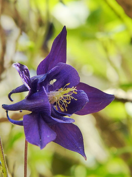 Macro Columbine Violet Plant Flower Dark Purple20 Inch By