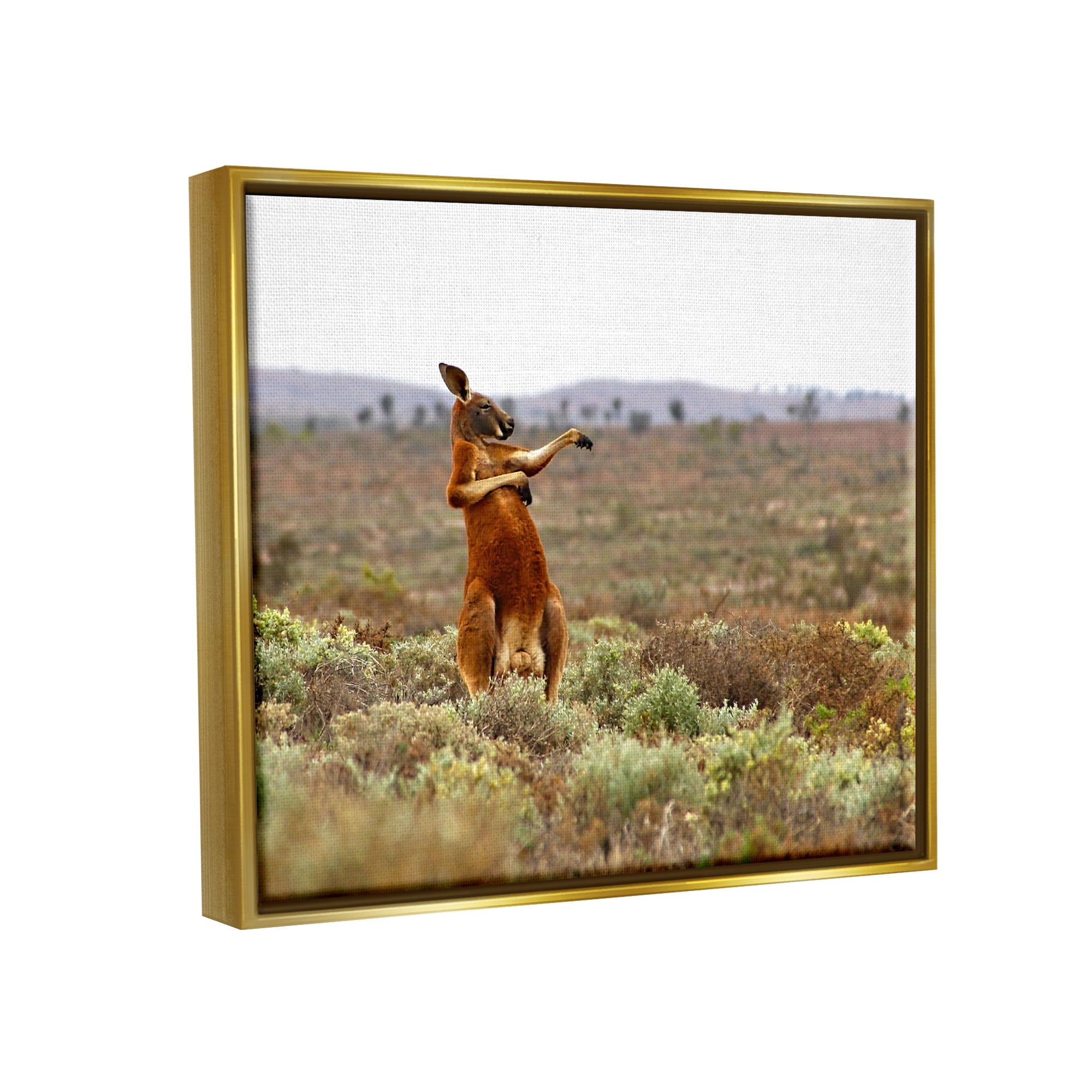 Stupell Industries Kangaroo Savanna Landscape Animals & Insects Photography Gold Floater Framed Canvas Art Print Wall Art, 21 x 17