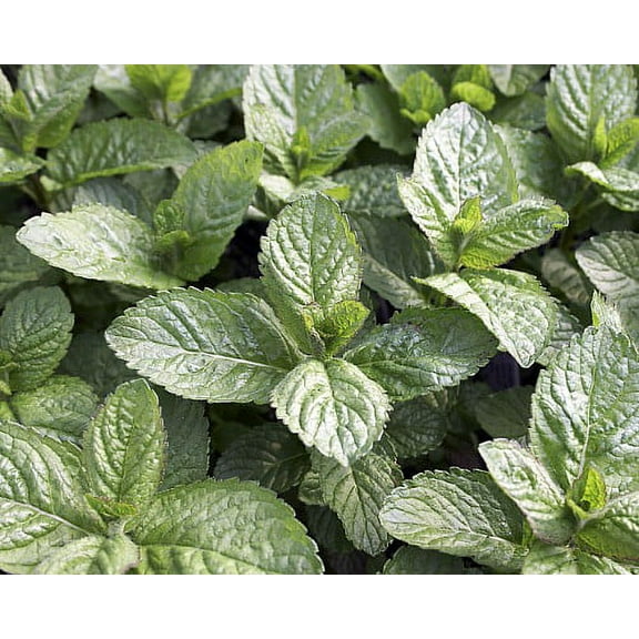 Grapefruit Mint  - Grow Indoors or Out - Live Plant - 3" Pot