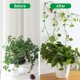 thumbnail image 3 of Paquete de 100 soportes para plantas trepadoras montados en la pared - 3 tamaños - Ganchos autoadhesivos - Fijación invisible - Clips de fijación para vegetales (100 clips verdes), 3 of 5