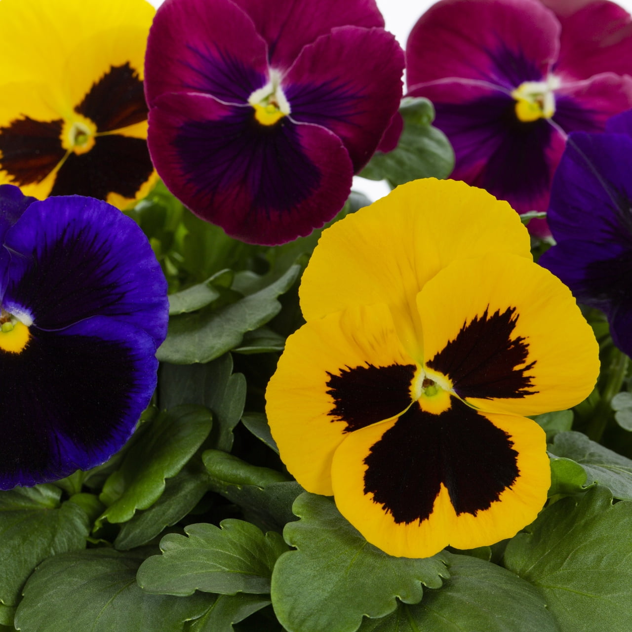 Expert Gardener 2.5QT Multicolor Pansy Live Annual Plant Sun 3