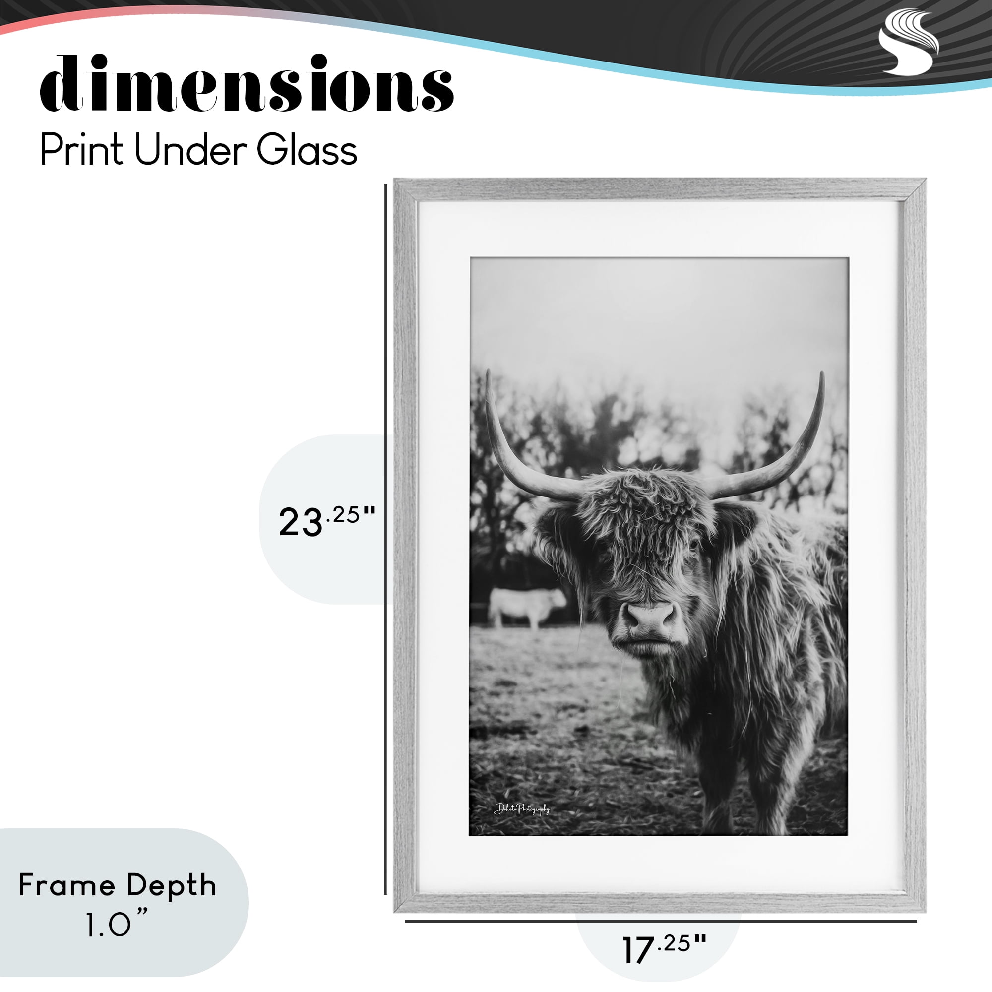 Stupell Industries Peering Highland Cattle Gray Framed Print Under Glass, design by Dakota Diener