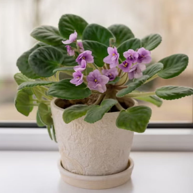 Light Blue African Violet Plants, Starter Pastel Light Blue Flowers, Compact African Violet Tree Indoor Houseplants for Small Spaces
