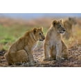 thumbnail image 2 of Fitzharris, Tim 24x17 Black Ornate Wood Framed with Double Matting Museum Art Print Titled - African Lion cubs, 2 of 4