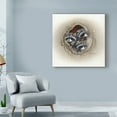 thumbnail image 3 of Trademark Fine Art 'Raccoons In Hole' Canvas Art by Peggy Harris, 3 of 3