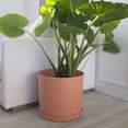 thumbnail image 6 of Bloem Mathers 12" Plastic Planter - Modern Indoor Pot with Drainage Holes and Saucer Tray, Muted Terra Cotta, 6 of 6