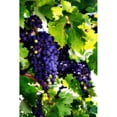 thumbnail image 3 of Hausenflock, Alan 11x14 Black Modern Framed Museum Art Print Titled - Grapes I, 3 of 5