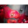 thumbnail image 2 of Parker, Jacky 32x23 White Modern Wood Framed Museum Art Print Titled - In The Shadows, 2 of 4