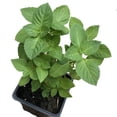 thumbnail image 2 of Holy Basil (Ocimum tenuiflorum) Organic Plant in 2.5-inch Pot by Smoke Camp Crafts - Kapoor Tulsi, 2 of 4