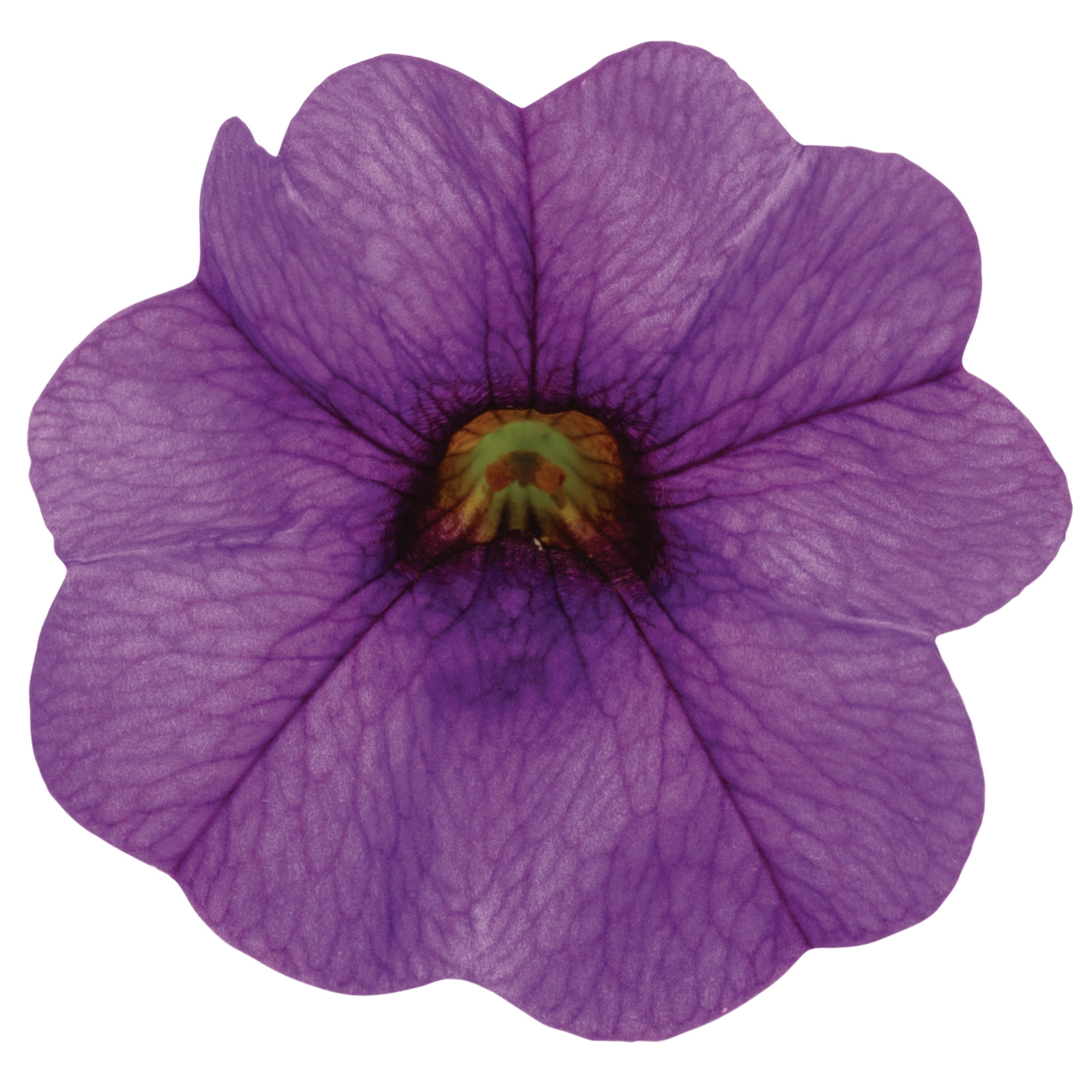 Proven Winners 4" Superbells Blue Calibrachoa Live Plant in 4.25" Pot (4 Count)