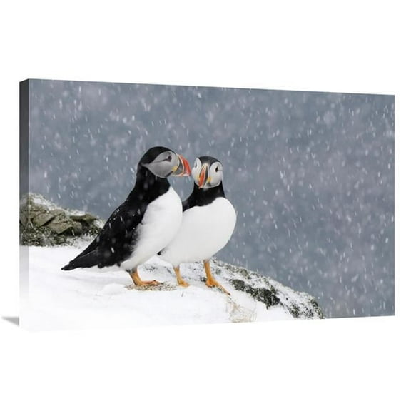 24 x 36 in. Two Atlantic Puffins, in Snowfall, Hornoya, Varanger, Norway Art Print - Jan Vermeer