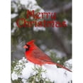 thumbnail image 2 of Northern Cardinal Cardinalis cardinalis male in Juniper tree Juniperus keteleeri in winter Marion Illinois USA 22 x 30, 2 of 4