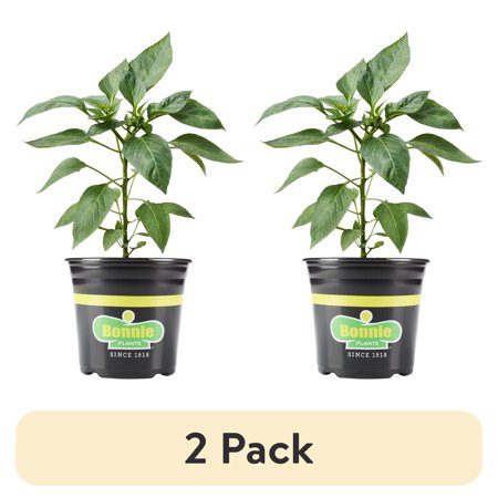 (2 pack) Bonnie Plants Green Sweet Bell Pepper 2.32 qt.