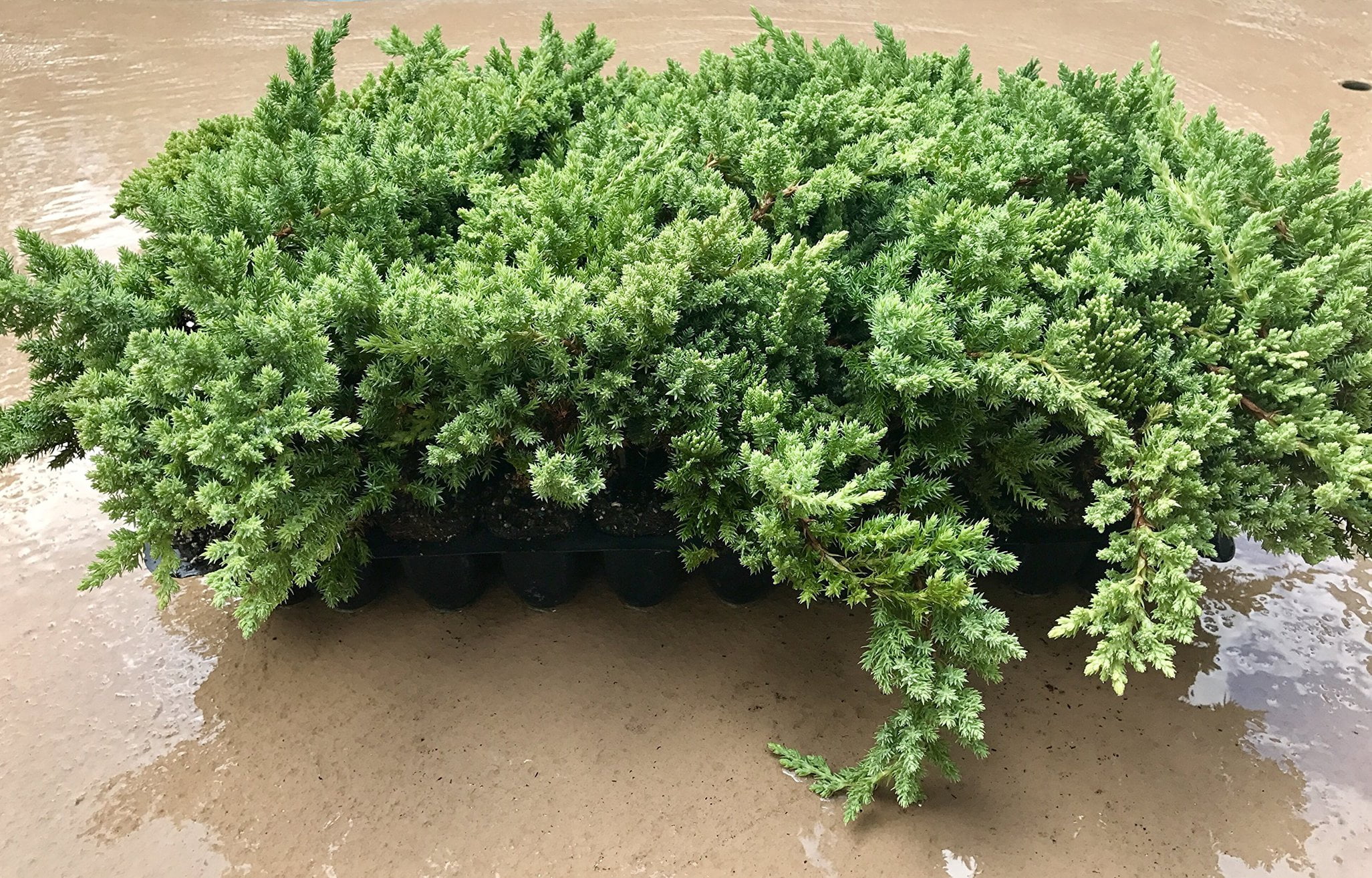 Juniper Procumbens Nana - 30 Live Plants - Drought Tolerant Cold Hardy Evergreen Ground Cover