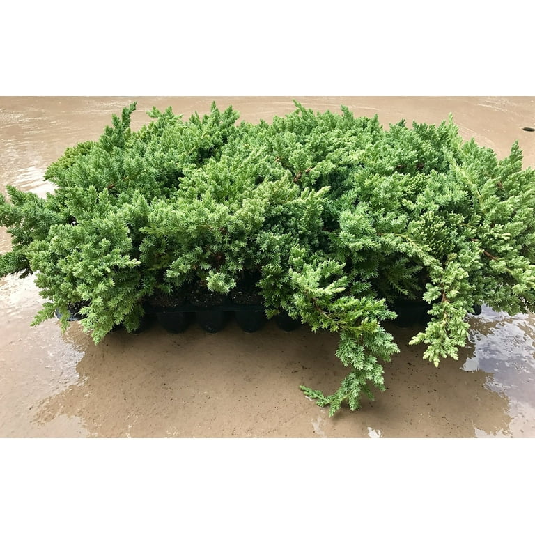 Juniper Procumbens Nana - 30 Live Plants - Drought Tolerant Cold