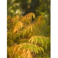 thumbnail image 4 of Tiger Eyes® Sumac, 4 of 6