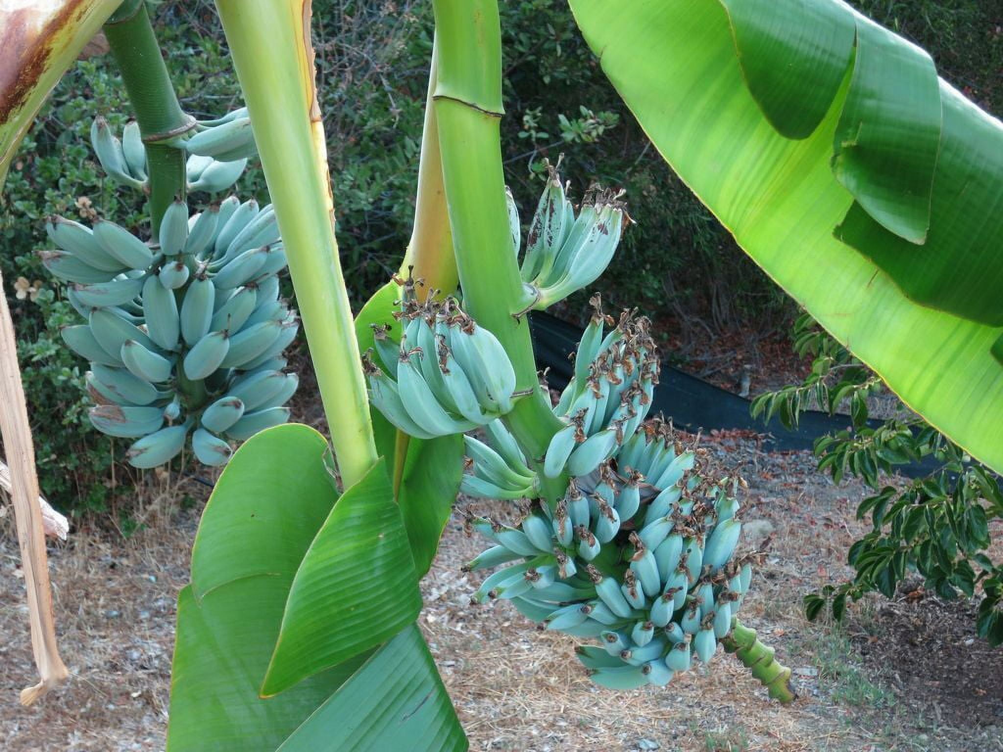 Stacon LLC Blue Java Banana Live Plants in None