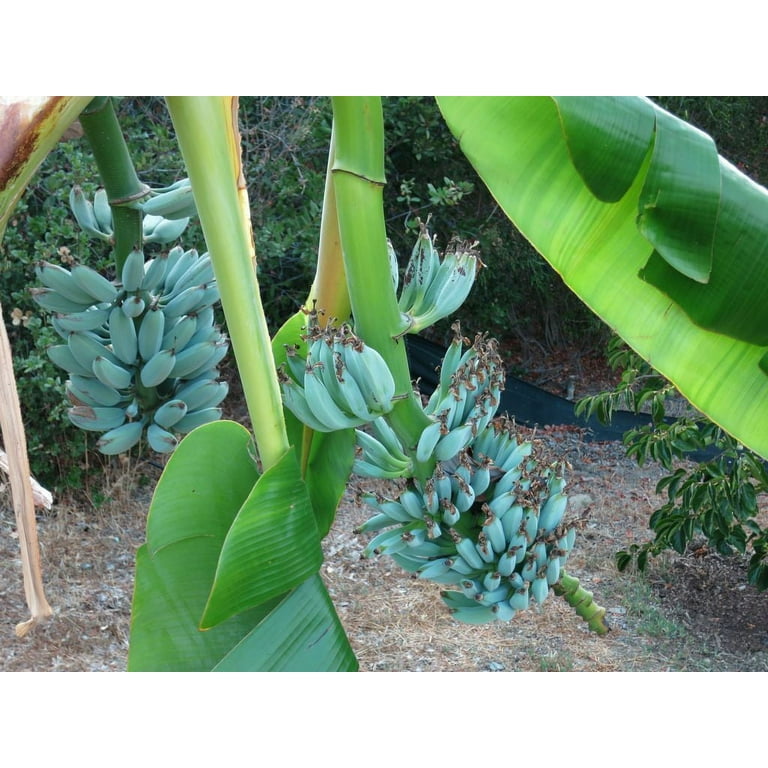 Musa - Ice Cream (Blue Java) Live Small Starter Banana Tree
