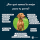 thumbnail image 3 of Suplementos Nutricionales PetCultures Relajante para Perros 30ct, 3 of 6