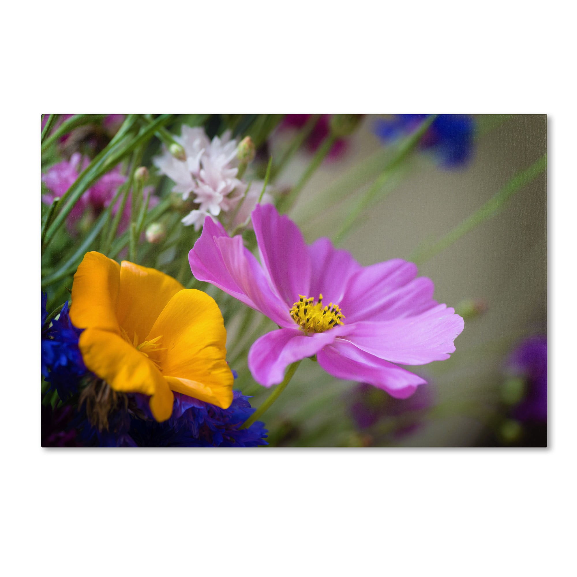 "Cosmos of the Fields" Canvas Art by Philippe Sainte-Laudy