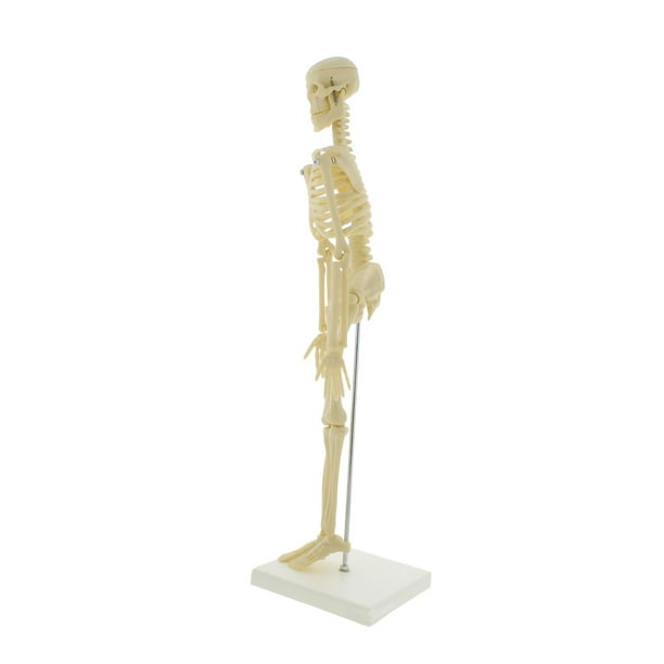 MonMed Mini Squelette - Modèle Squelette Humain pour Anatomie