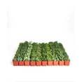 thumbnail image 2 of Home Botanicals Green Succulent (Collection of 140), 2 of 6