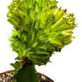 thumbnail image 5 of BubbleBlooms Variegated Mermaid Tail Cactus Green White 4 inch, 5 of 10