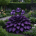 thumbnail image 3 of 4 Hosta Roots-Low‑Maintenance, Easy‑Grow for Garden Beds,Borders,Plant Pots & Planters, 3 of 5