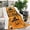 Orange, Black, White, variant on Halloween Moonlit Pumpkin Artful Boho Velvety Soft Throw Blanket, 30 x 40 in (80 x 100 cm), Flannel Fleece for Sofa, Bed & Cozy Home Decor