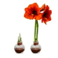 thumbnail image 4 of Snow Flecked Waxed Amaryllis Bulb - Christmas Red (2 Plants Per Pack) - Easy Care - No Watering Needed! Beautiful Holiday Decor, 4 of 5