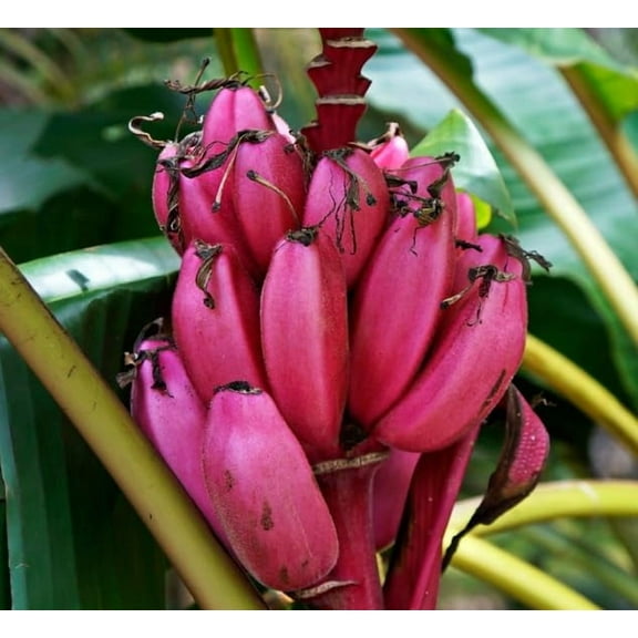 CZ Grain 5 Dwarf Pink Banana Tree Seeds, Perennial