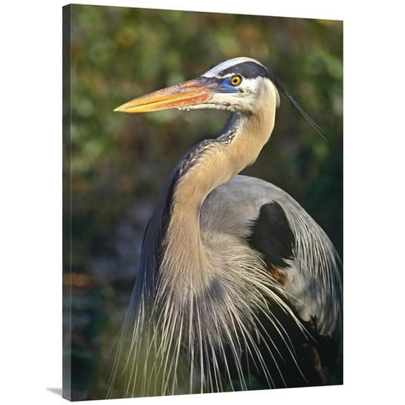 30 x 40 in. Great Blue Heron Portrait, North America Art Print - Tim Fitzharris