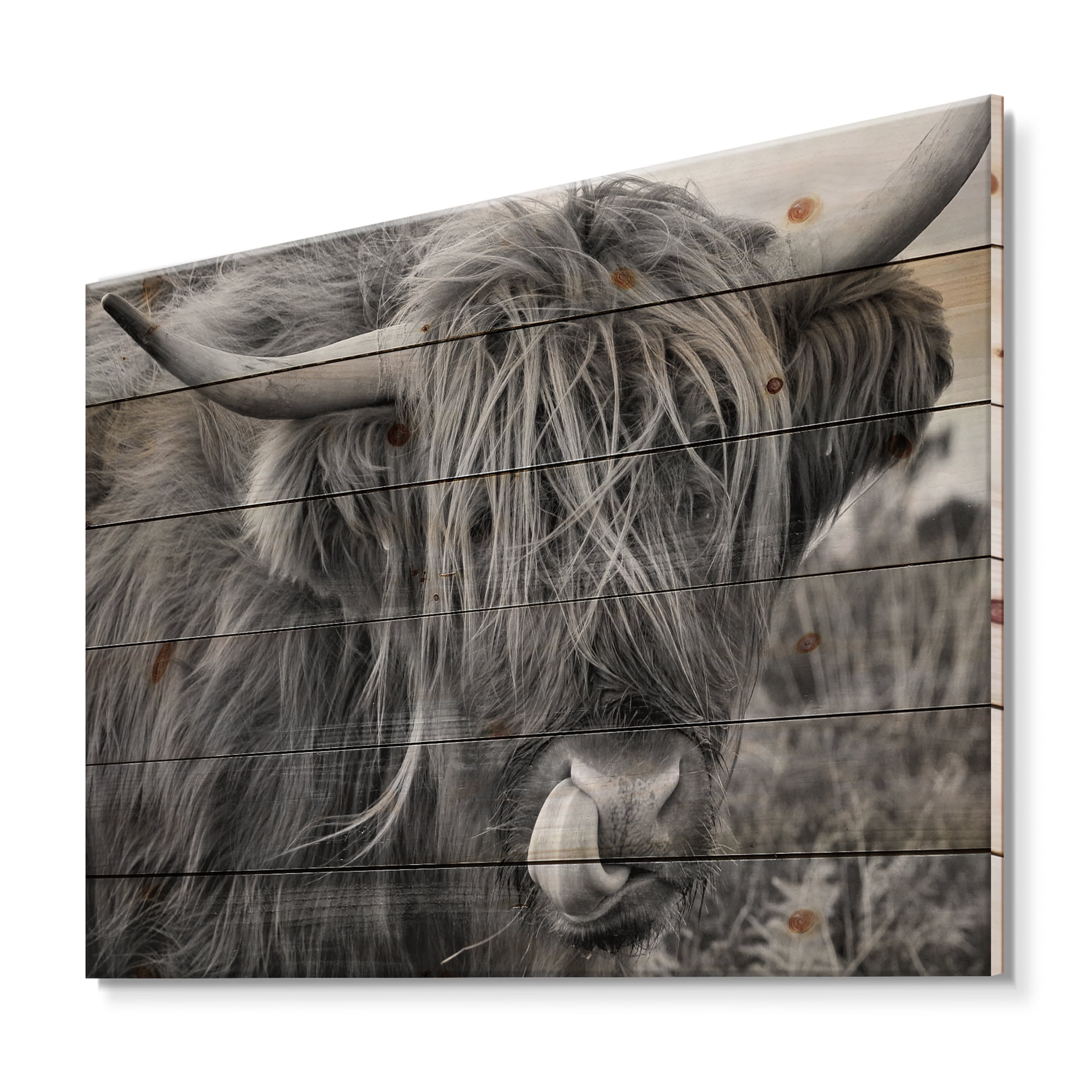 Designart 'Close Up Of Scottish Cow On Moorland II' Farmhouse Print on Natural Pine Wood