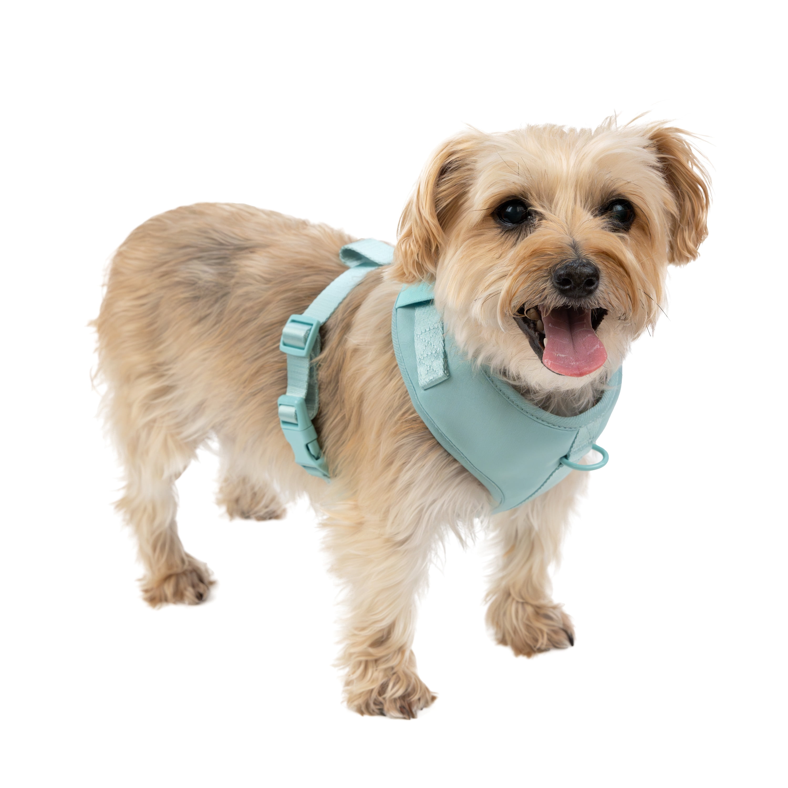 Vibrant Life Polyester & Spandex Adjustable Dog Harness, Blue, Small